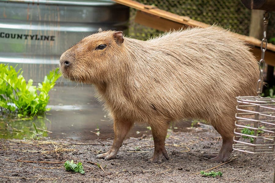 Capybara in habitat