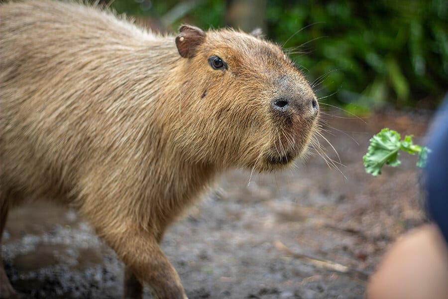Capybara approaches lettuce.