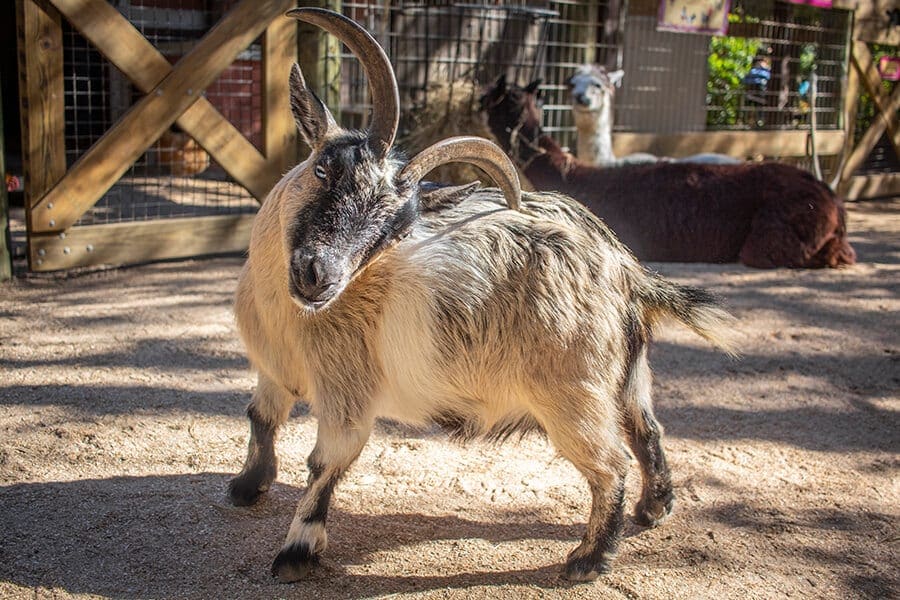How Today’s Domestic Goat Came to Be - Brevard Zoo Blog