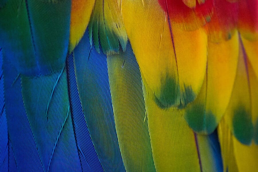 Colorful close up of feathers