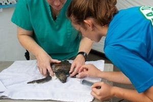 A juvenile green sea turtle gets fluid therapy