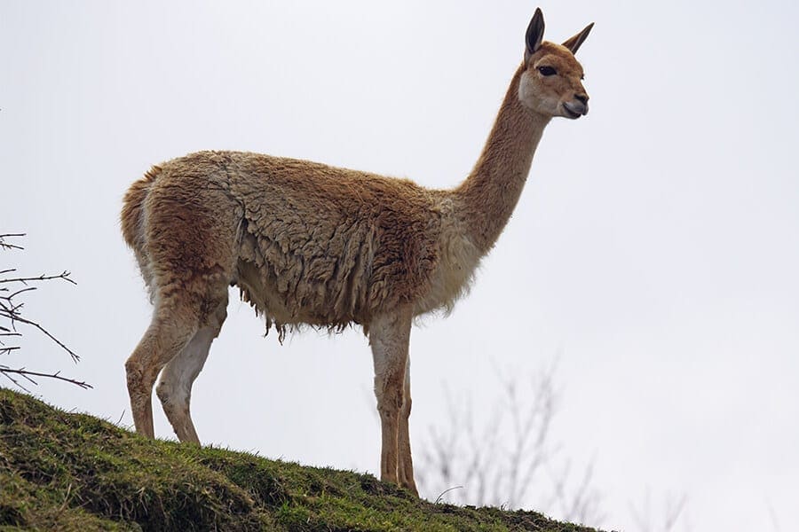 The Story of the Alpaca - Brevard Zoo Blog