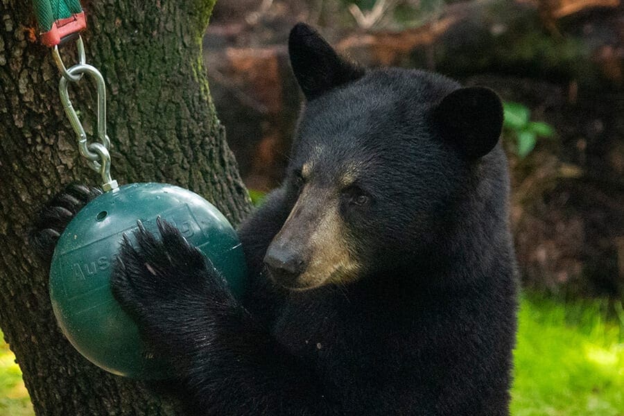 bear with ball