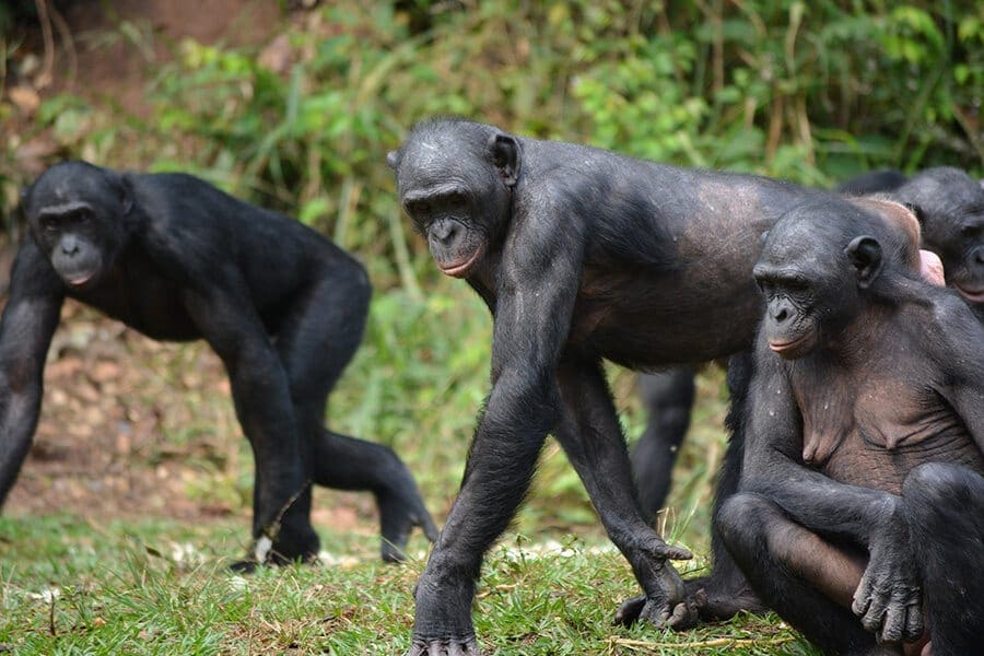 bonobo group