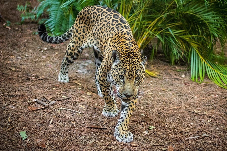 Jaguar walks forward