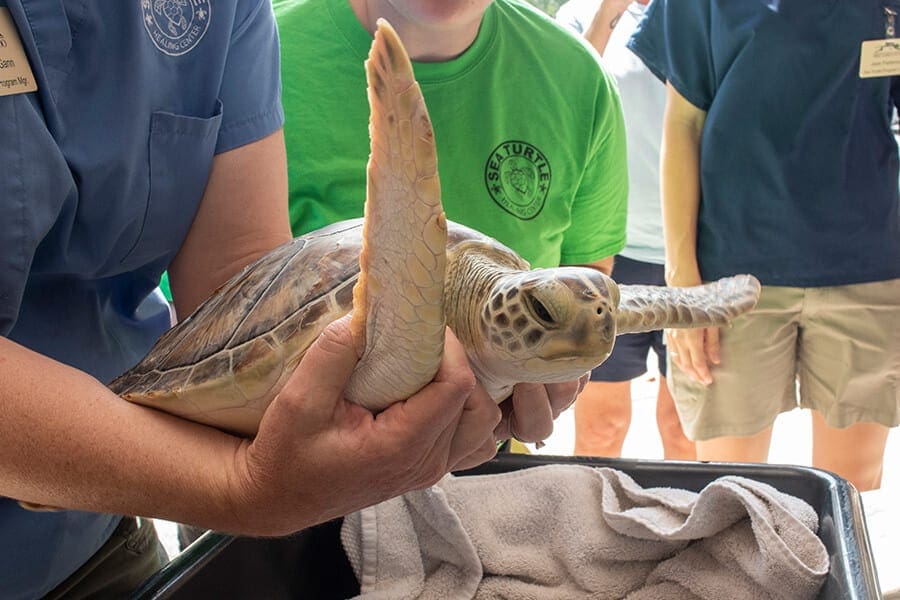 Kernel Is Hook-Free and Back in the Ocean! - Brevard Zoo Blog