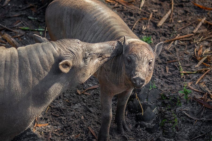 How We’re Contributing to Global Species Knowledge - Brevard Zoo Blog