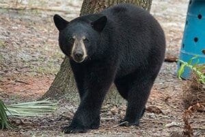 Florida black bear