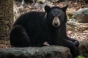 Florida black bear. A female Florida black bear looks at camera while laying on tree stump.