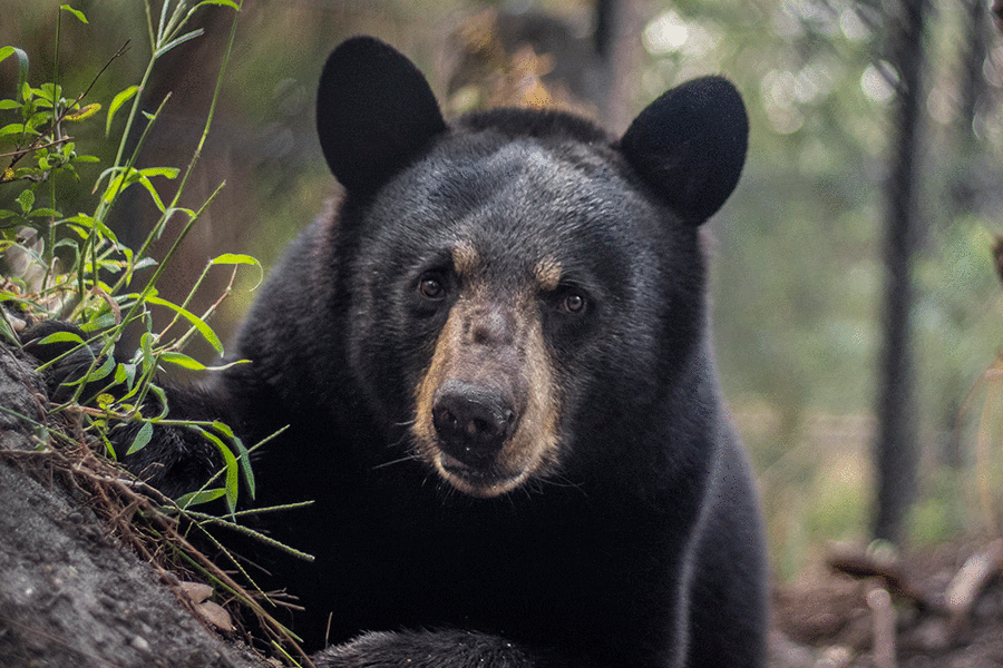 Florida black bear