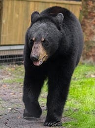 Female Florida black bear