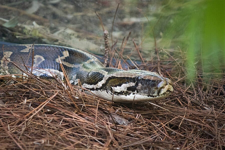 A closeup of a Burmese python
