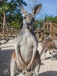 A kangaroo