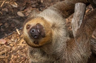 large cuddly sloth