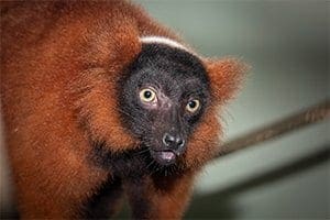 lemur2