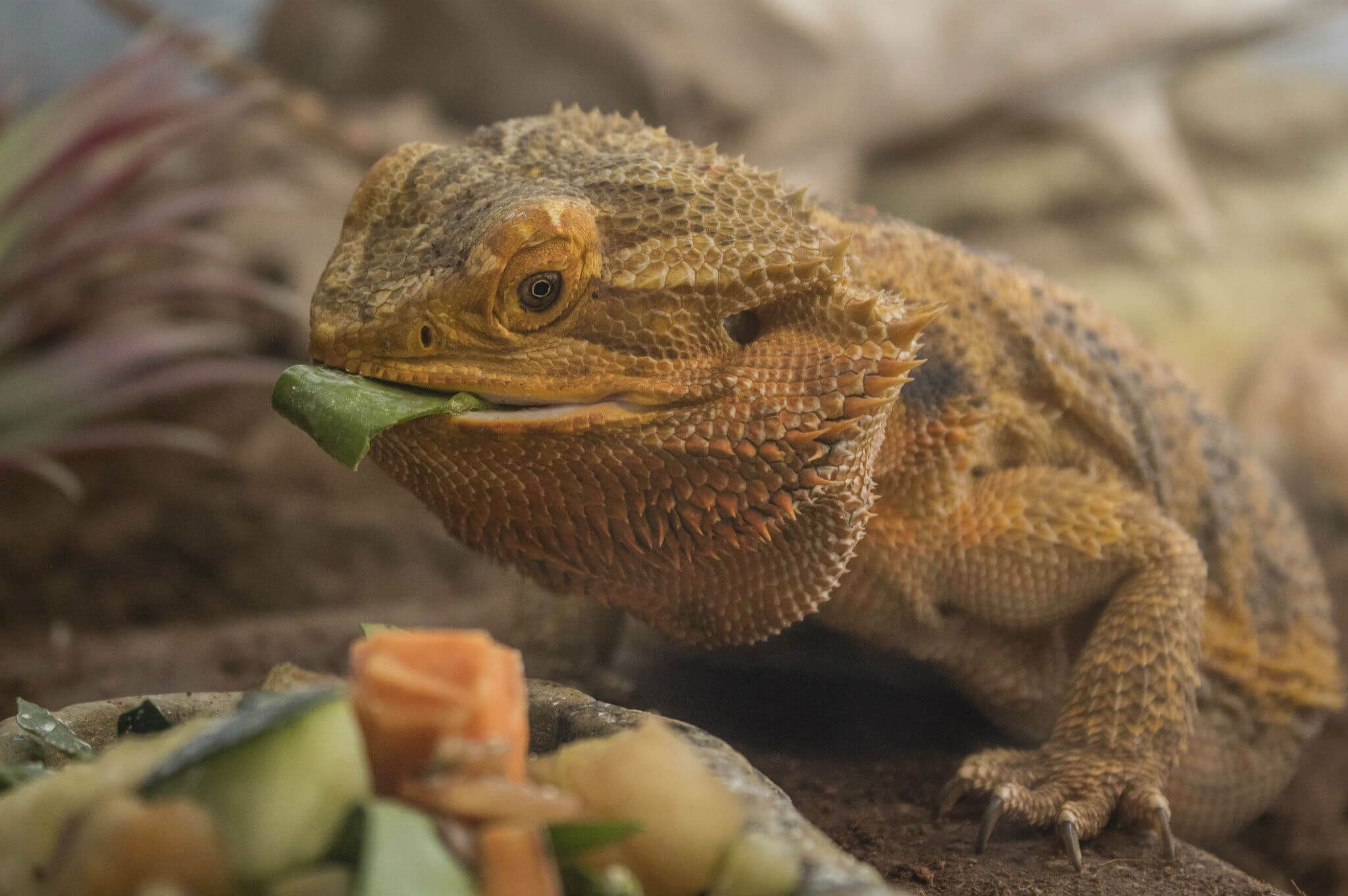 Bearded Dragon eating