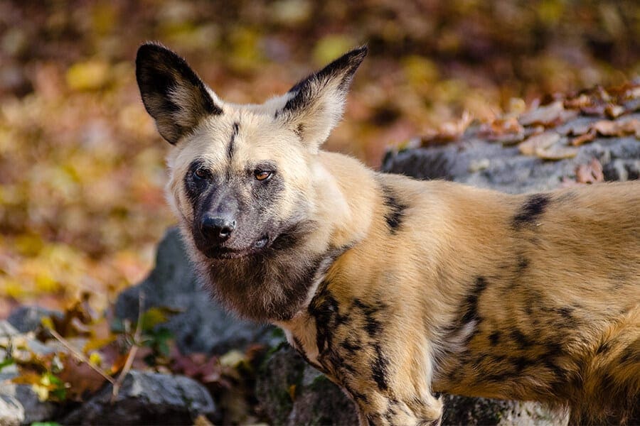 African wild dog