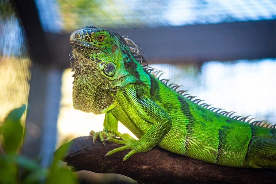 Emerald the green iguana