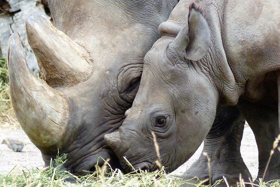 Close up of two black rhinos