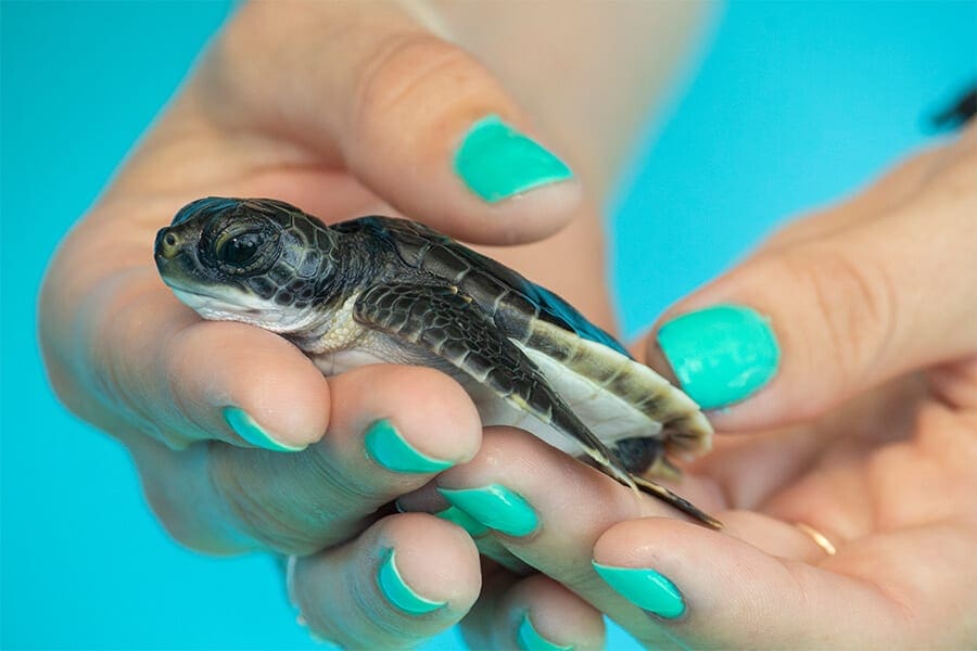 Hands holding sea turtle