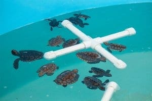 A dozen small sea turtles