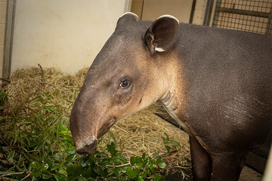 Antonio the Baird's tapir 