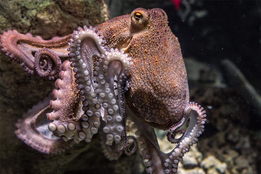 Octopus in the ocean