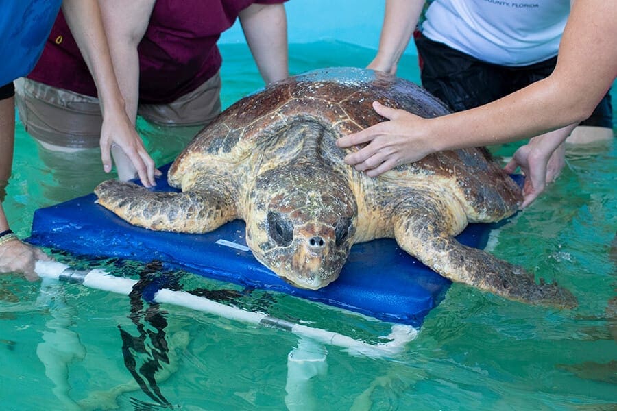 sea turtle treatment