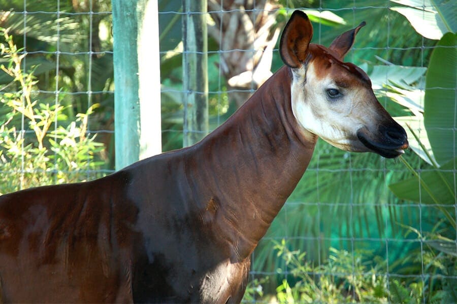 Close up of okapi