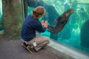 A woman wearing a dark blue shirt places her hands on an acrylic pane as a giant otter swims in front of her