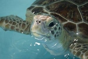 Sea Turtle in water