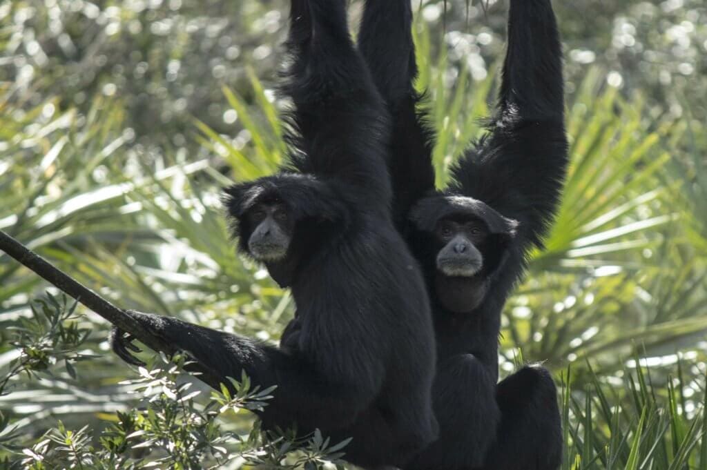two siamangs hanging from rope