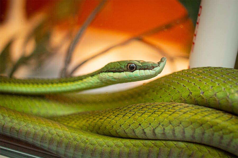 Baron�s Green Racer