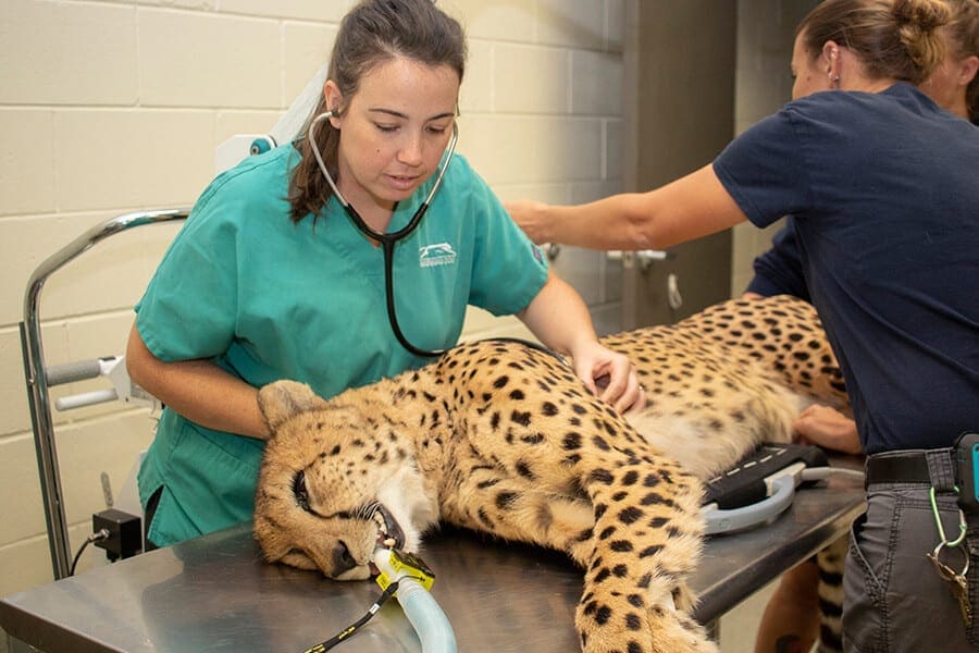 Cheetah exam