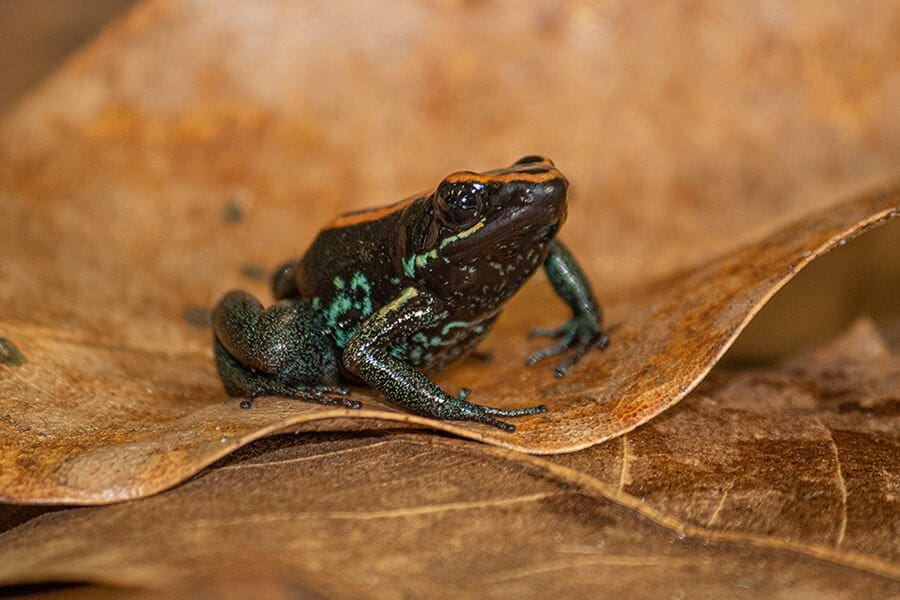 Golfodulcean Poison Dart Frog