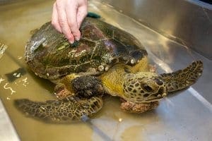 scrubbing sea turtle