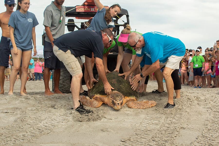 sea turtle placed on sand