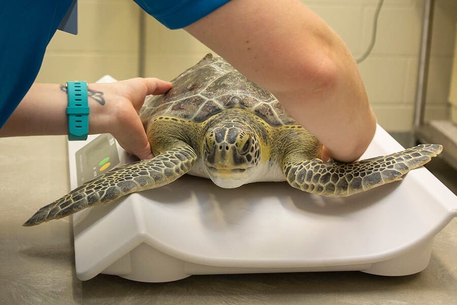 weighing sea turtle