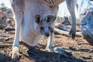 Joey in kangaroo pouch
