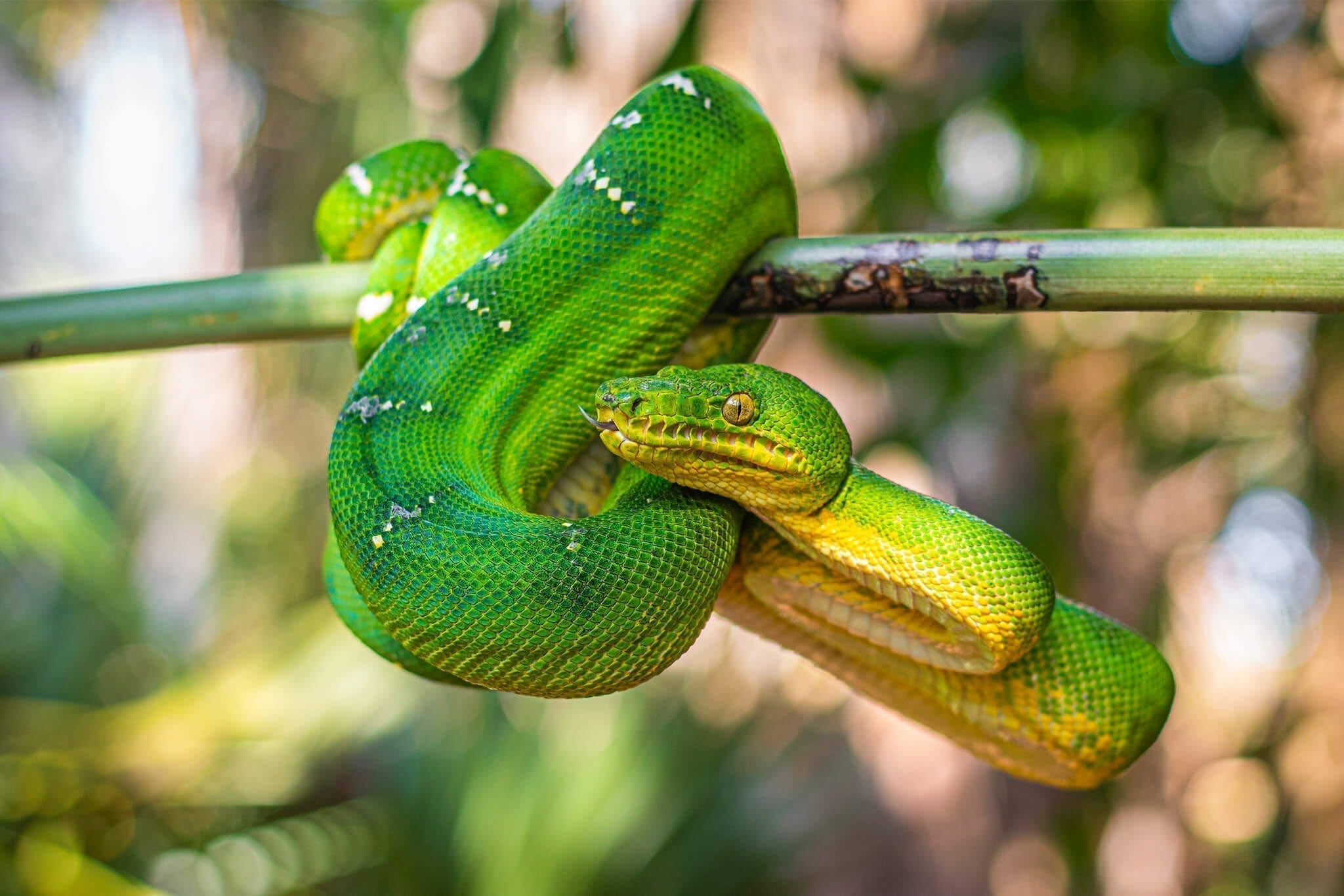 Emerald Tree Boas Resemble Gree Tree Pytho s I Ma y Ways They Have A 