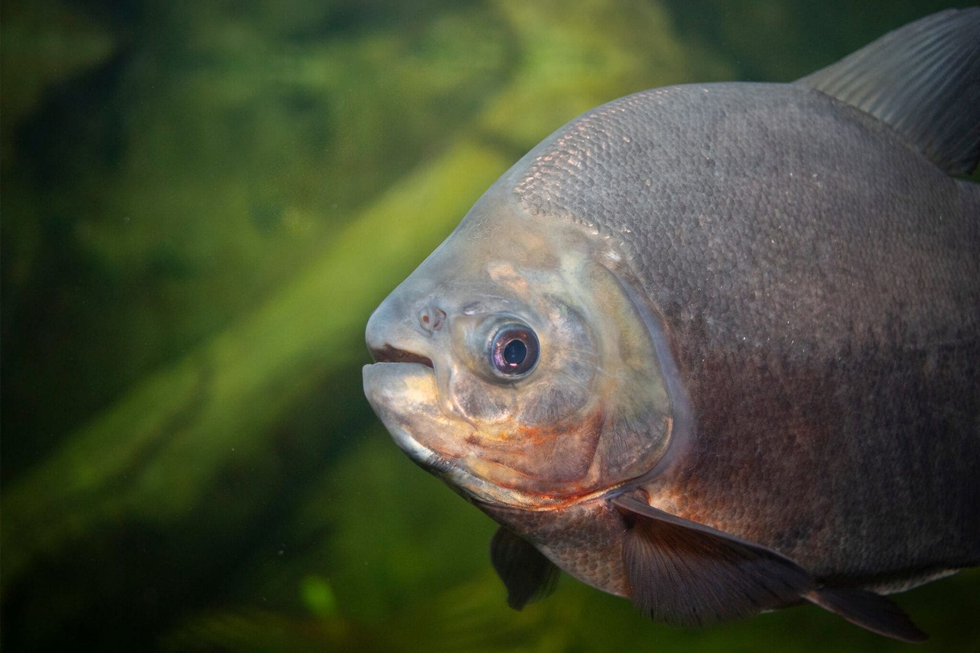 pacu fish in aquarium