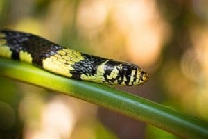 tiger rat snake