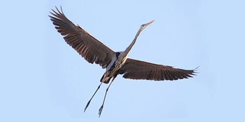 heron
