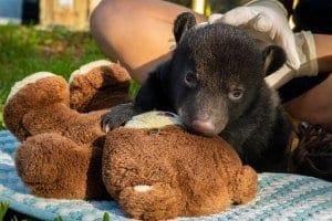 Florida black bear cub with teddy bear