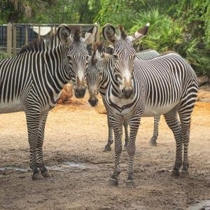 Three zebras wish list