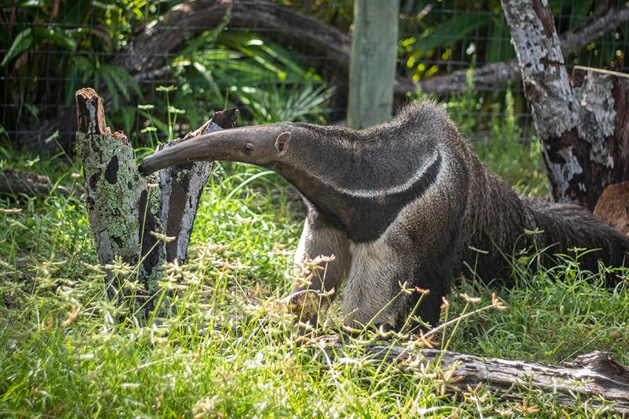 tropical rainforest anteaters
