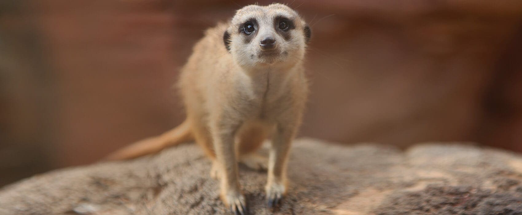 HeaderTemplate_05_11_20_SupportMeerkat2_Clean