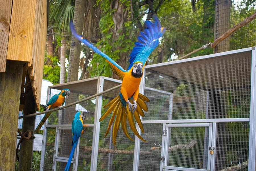 The Function of Feathers - Brevard Zoo Blog