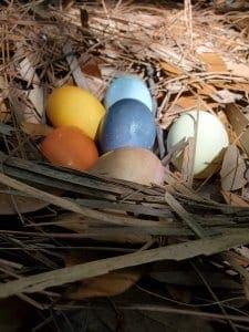 Colored eggs in a nest