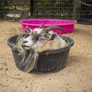 Petting zone goat wish list